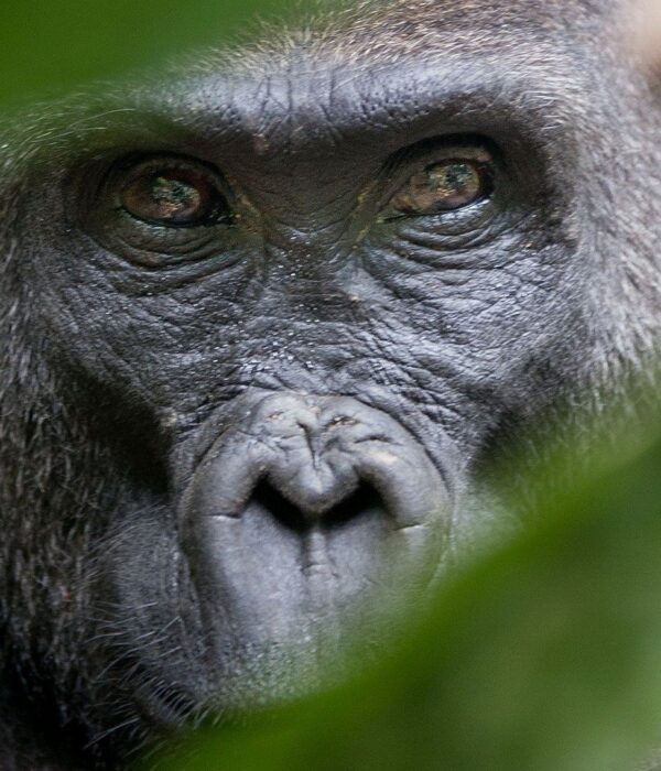 Mountain gorilla encounter in Bwindi Forest during a 5-day adventure safari