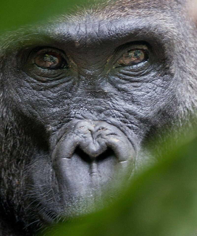 Mountain gorilla encounter in Bwindi Forest during a 5-day adventure safari
