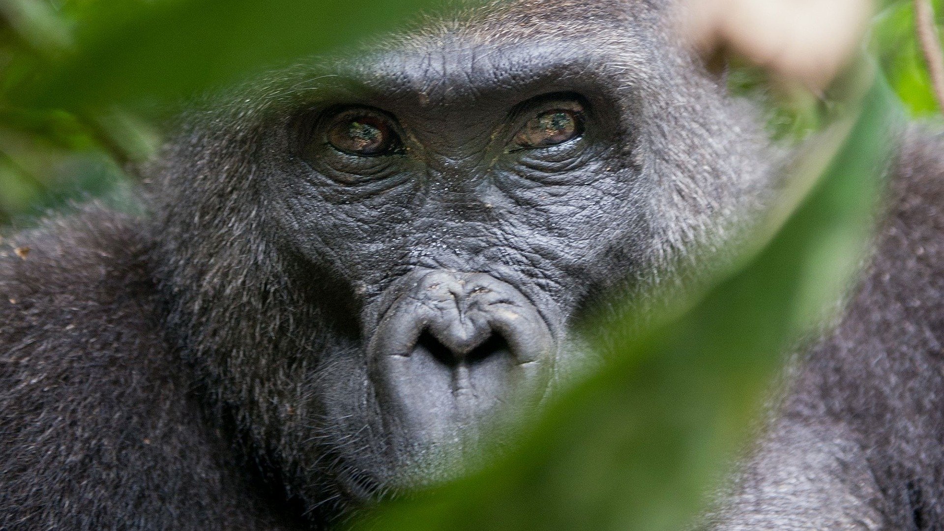 Mountain gorilla encounter in Bwindi Forest during a 5-day adventure safari