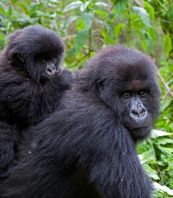 Budget gorilla trekking experience in Bwindi Impenetrable Forest Uganda