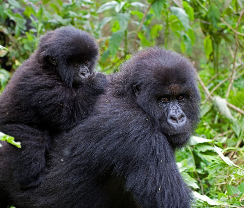 Budget gorilla trekking experience in Bwindi Impenetrable Forest Uganda
