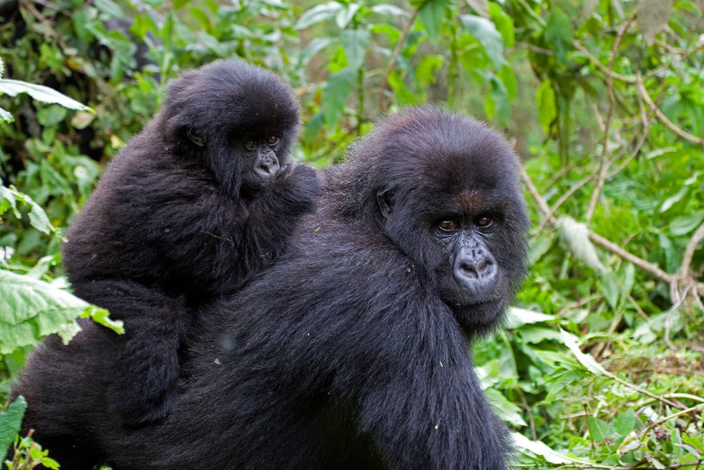 Budget gorilla trekking experience in Bwindi Impenetrable Forest Uganda