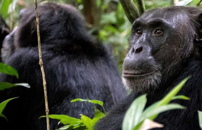 Mountain gorilla trekking in Volcanoes National Park Rwanda luxury safari