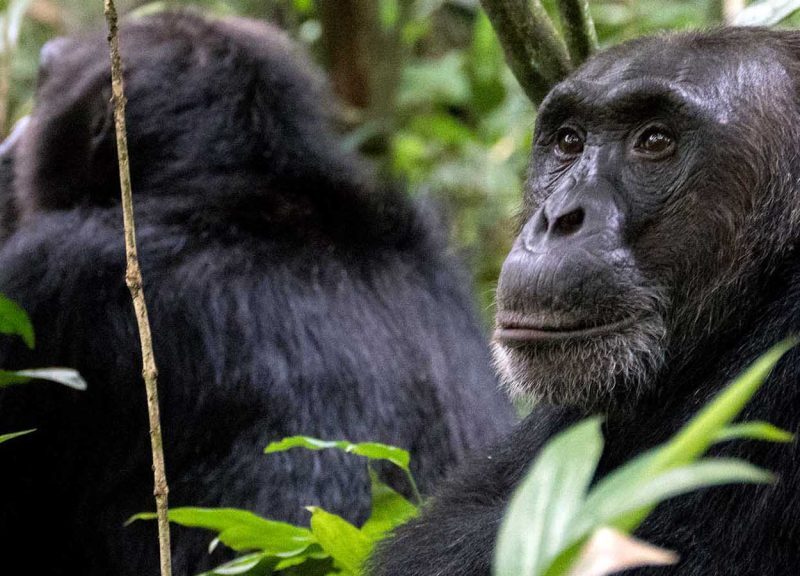 Mountain gorilla trekking in Volcanoes National Park Rwanda luxury safari