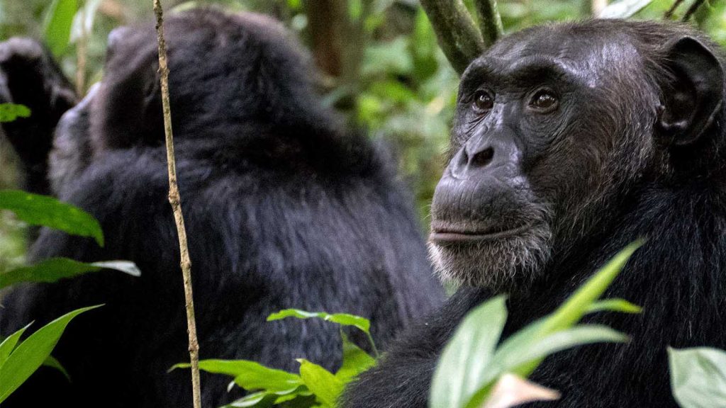 Mountain gorilla trekking in Volcanoes National Park Rwanda luxury safari