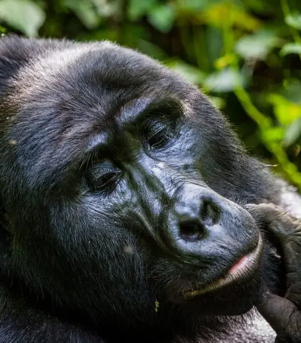 Four hour mountain gorilla habituation experience Bwindi Uganda