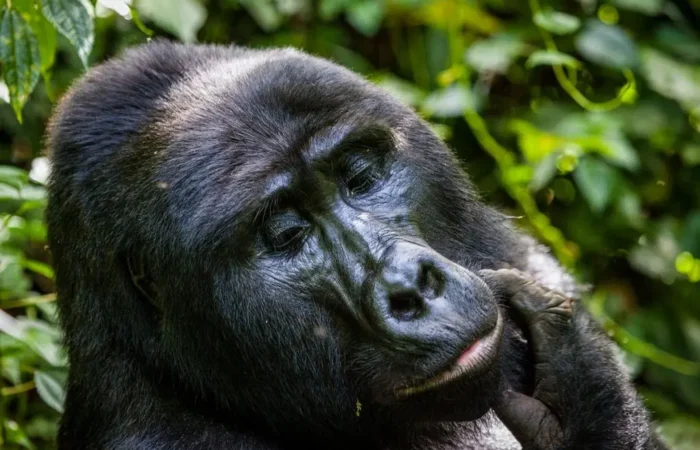 Four hour mountain gorilla habituation experience Bwindi Uganda