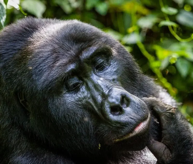 Four hour mountain gorilla habituation experience Bwindi Uganda