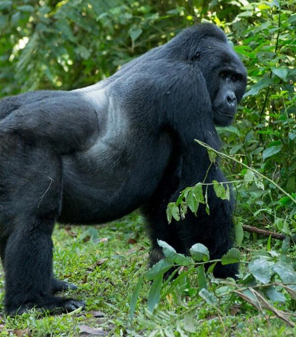 Luxury mountain gorilla trekking in Bwindi Forest starting from Kigali