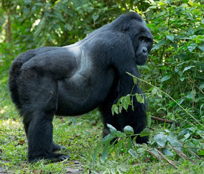 Luxury mountain gorilla trekking in Bwindi Forest starting from Kigali