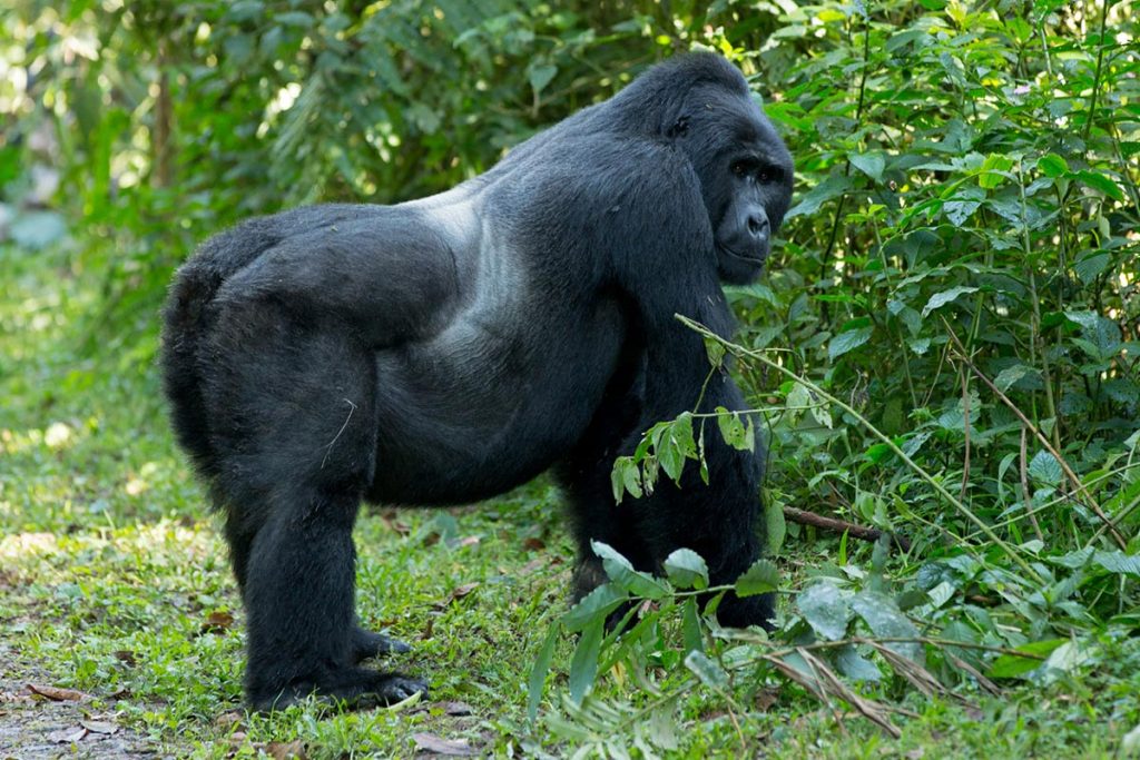 Luxury mountain gorilla trekking in Bwindi Forest starting from Kigali