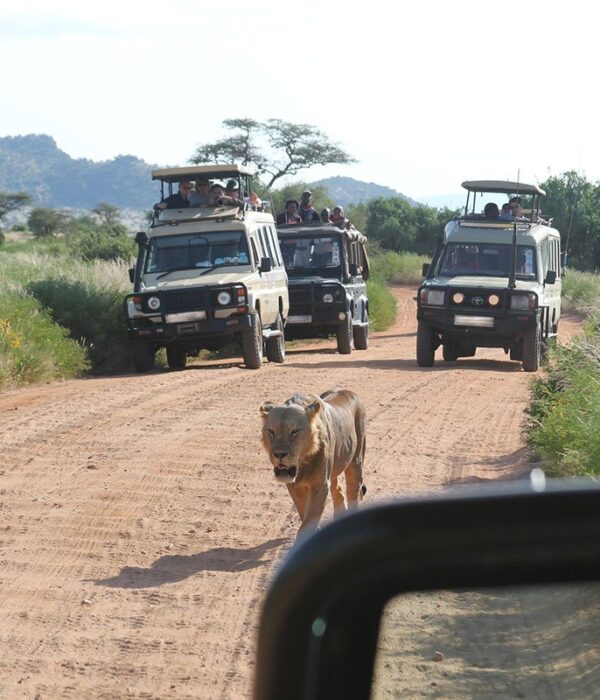 Tree climbing lions in Ishasha sector Queen Elizabeth National Park