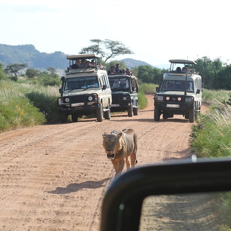 Tree climbing lions in Ishasha sector Queen Elizabeth National Park