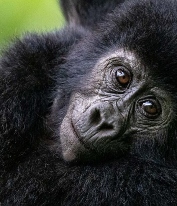 Mountain Gorilla trekking in Bwindi Impenetrable Forest during 5 day luxury tour