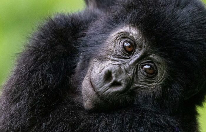 Mountain Gorilla trekking in Bwindi Impenetrable Forest during 5 day luxury tour