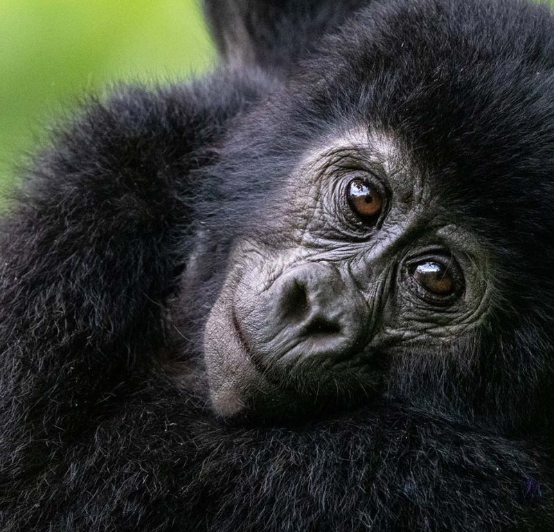 Mountain Gorilla trekking in Bwindi Impenetrable Forest during 5 day luxury tour