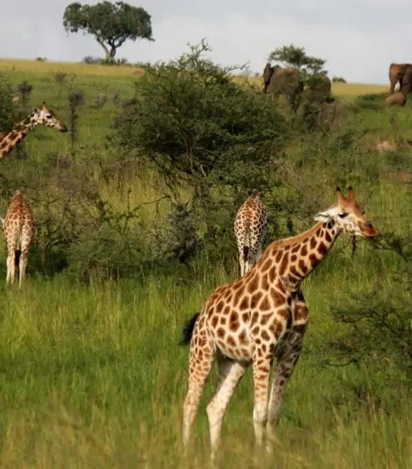 Rothschild giraffes and elephants in Murchison Falls National Park