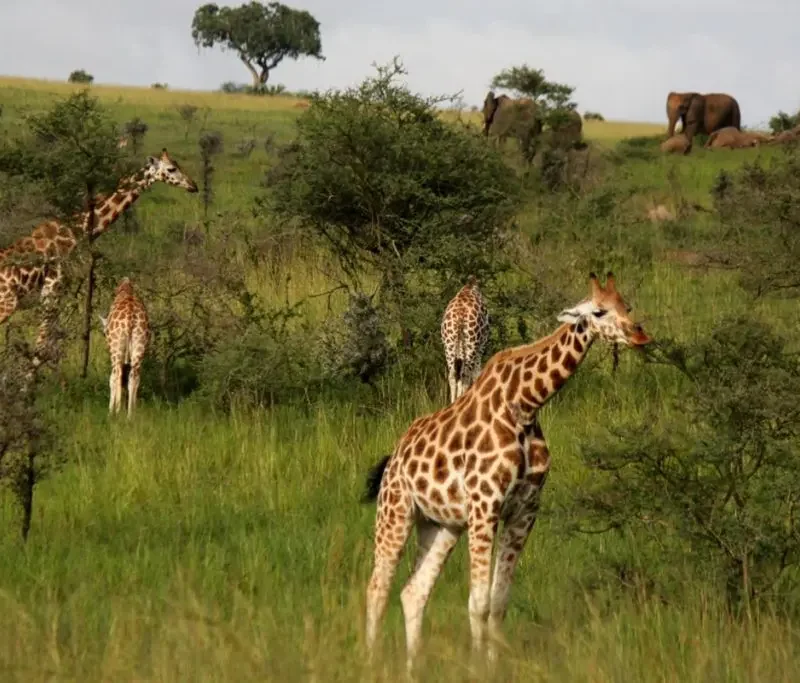 Rothschild giraffes and elephants in Murchison Falls National Park