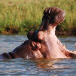 Large pod of hippos submerged in the Kazinga Channel during a Queen Elizabeth National Park boat safari.