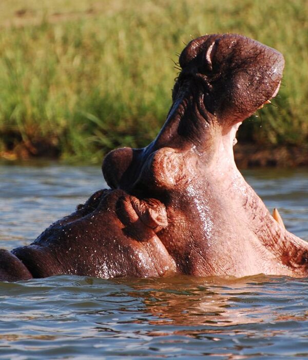 Large pod of hippos submerged in the Kazinga Channel during a Queen Elizabeth National Park boat safari.