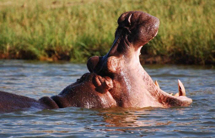 Large pod of hippos submerged in the Kazinga Channel during a Queen Elizabeth National Park boat safari.